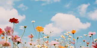Primavera chega nesta terça-feira e renova as cores da natureza